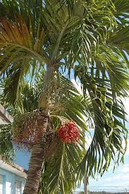 Adonidia Merrillii