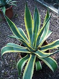 Agave Americana