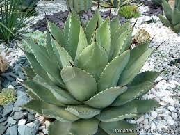Agave Parryi