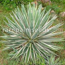 Agave Vivipara L