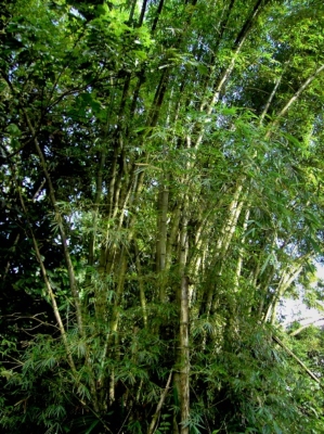 Bambusa Vulgaris
