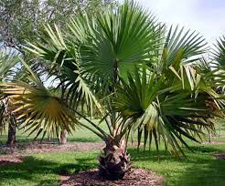 Bismarckia Nobilis