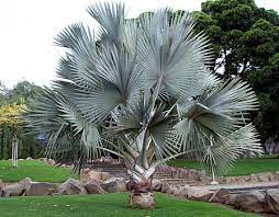 Bismarckia