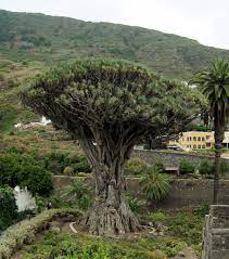 Dracaena Draco