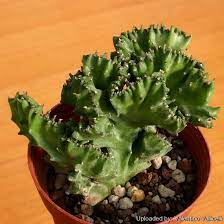 Euphorbia Lactea Cristata