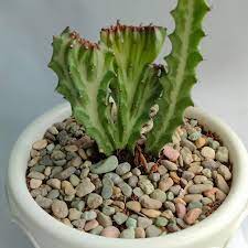Euphorbia Lactea