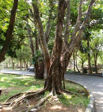 Ficus SP
