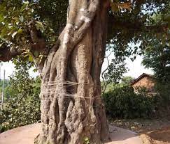 Ficus Drupacea