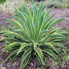 Hyophorbe Lagenicaulis