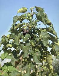 Jatropha cursas