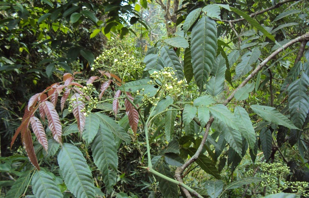 Leea indica