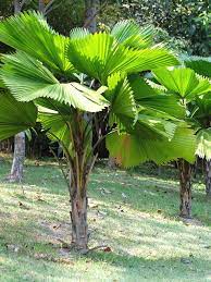 Licuala Grandis
