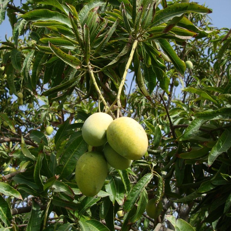 Magnifera Indica
