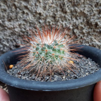 Mammiliaria