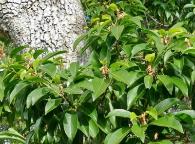 Mimusops elengi L.