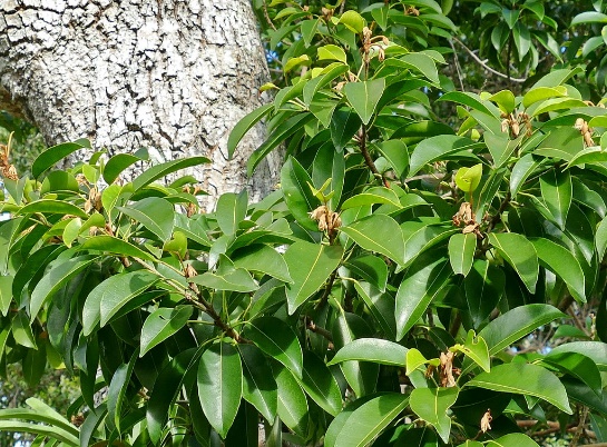 Mimusops elengi L.