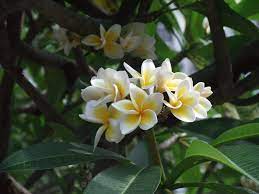 Plumeria Rubra
