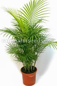 Rhopaloblaste Ceramica