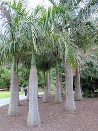 Roystonea oleracea