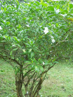 Tabernaemontana Divaricata
