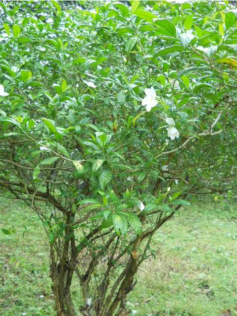 Tabernaemontana Divaricata