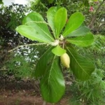 Terminalia Catappa
