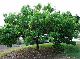 Thespesia Populnea