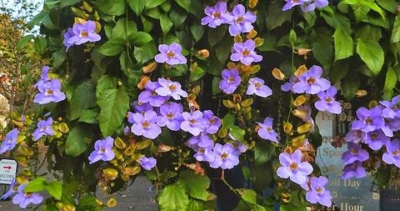 Thubergia Grandiflora