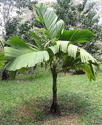 Verschaffeltia Spendida