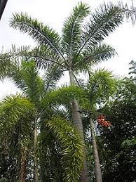 Wodyetia Bifurcate