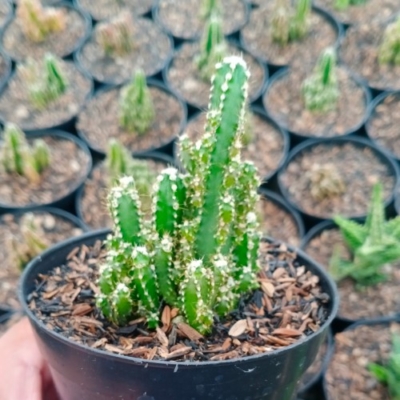 Acanthocereus Tetragonus