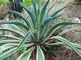 Agave Attenuata Salm dyck
