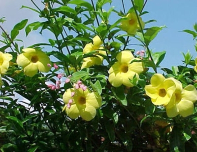 Allamanda Cathartica