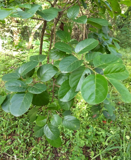 Antidesma Ghaesembilla