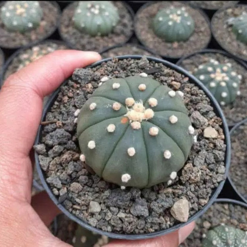 Astropytum