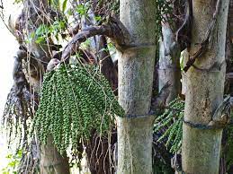 Caryota Mitis Lour