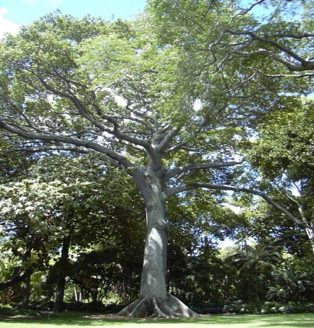 Ceiba Pentandra
