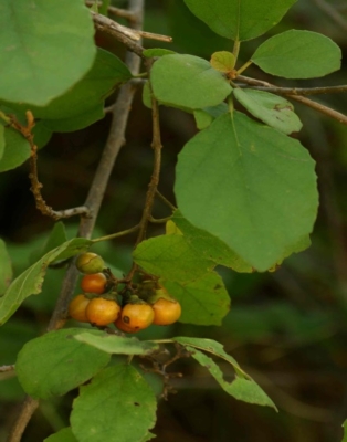 Cordia Monoica