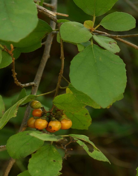 Cordia Monoica
