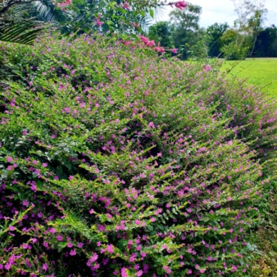 Cuphea Hssopifolia