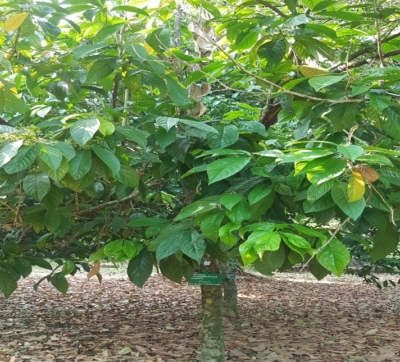 Dehaasia Incrassata
