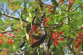 Delonix Regia