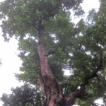 Dillenia Serrata Thunb