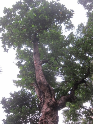 Dillenia Serrata Thunb