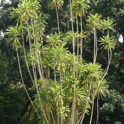 Dracaena Fragrans