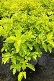 Duranta Repens