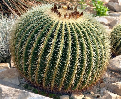 Echinocactus Grusonii