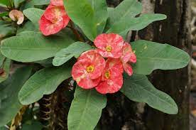 Euphorbia Milli Des moul