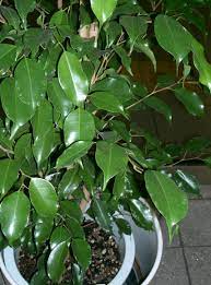 ficus Benjamina