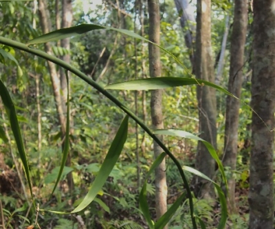 Flagellaria Indica